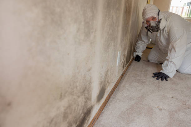  Chetopa, KS Mold Removal Pros